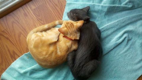 Gob and Tobias — cat photo 61