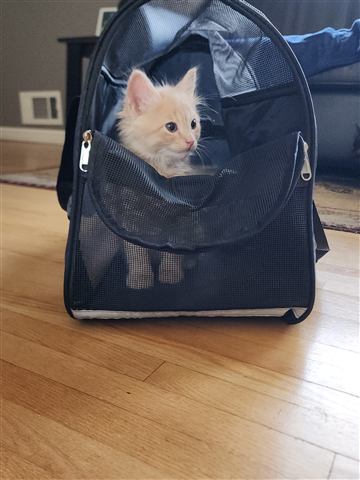 Tobias II — cat photo 62