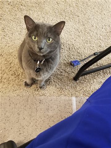 Gob — cat photo 66