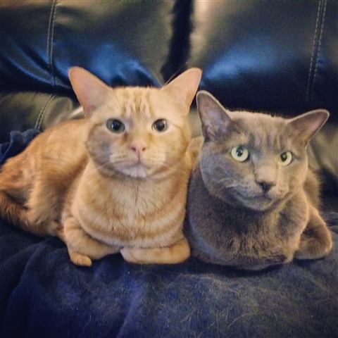 Gob and Tobias — cat photo 67