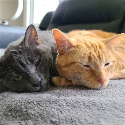 Gob and Tobias — cat photo 68