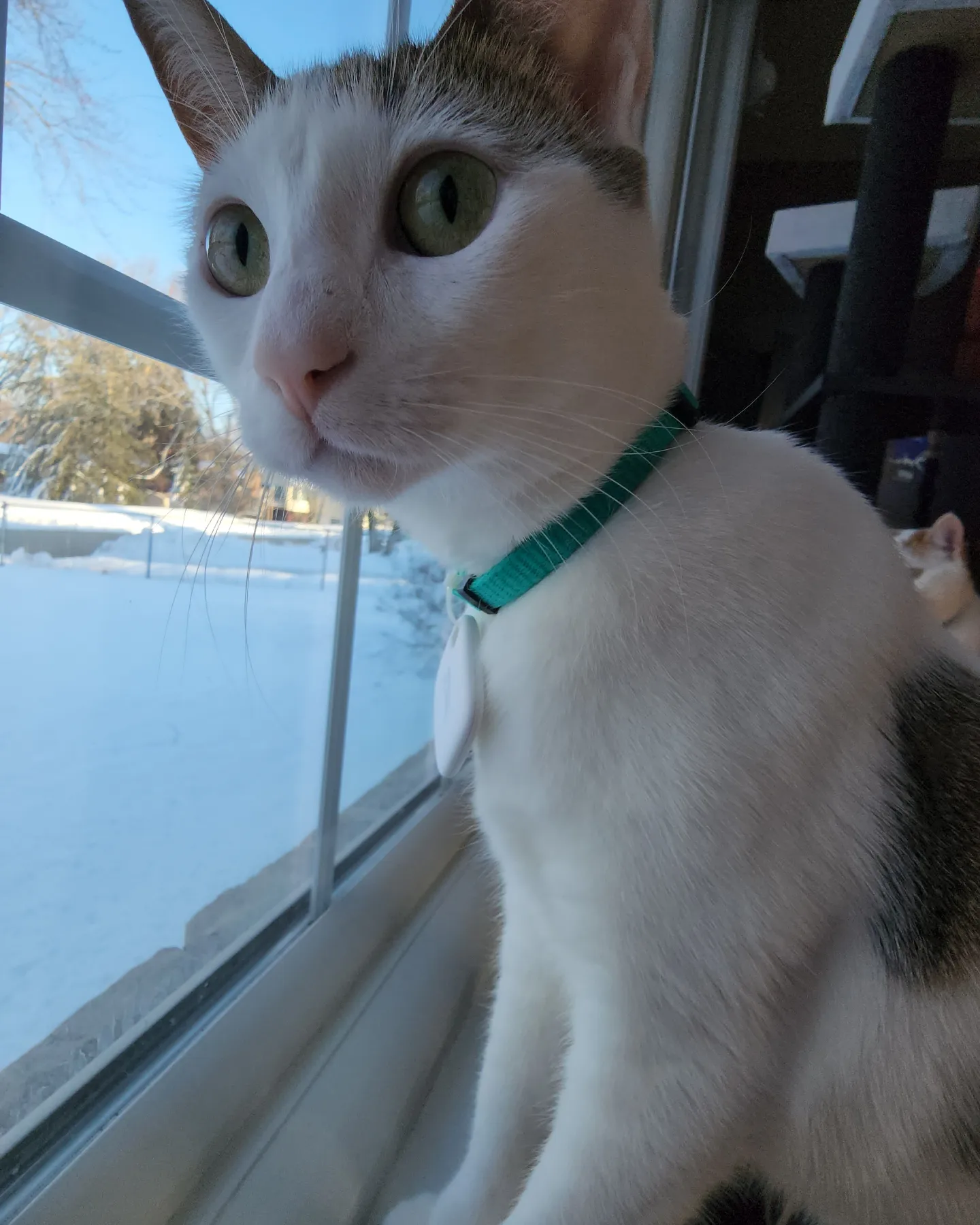 Layne — cat photo 69