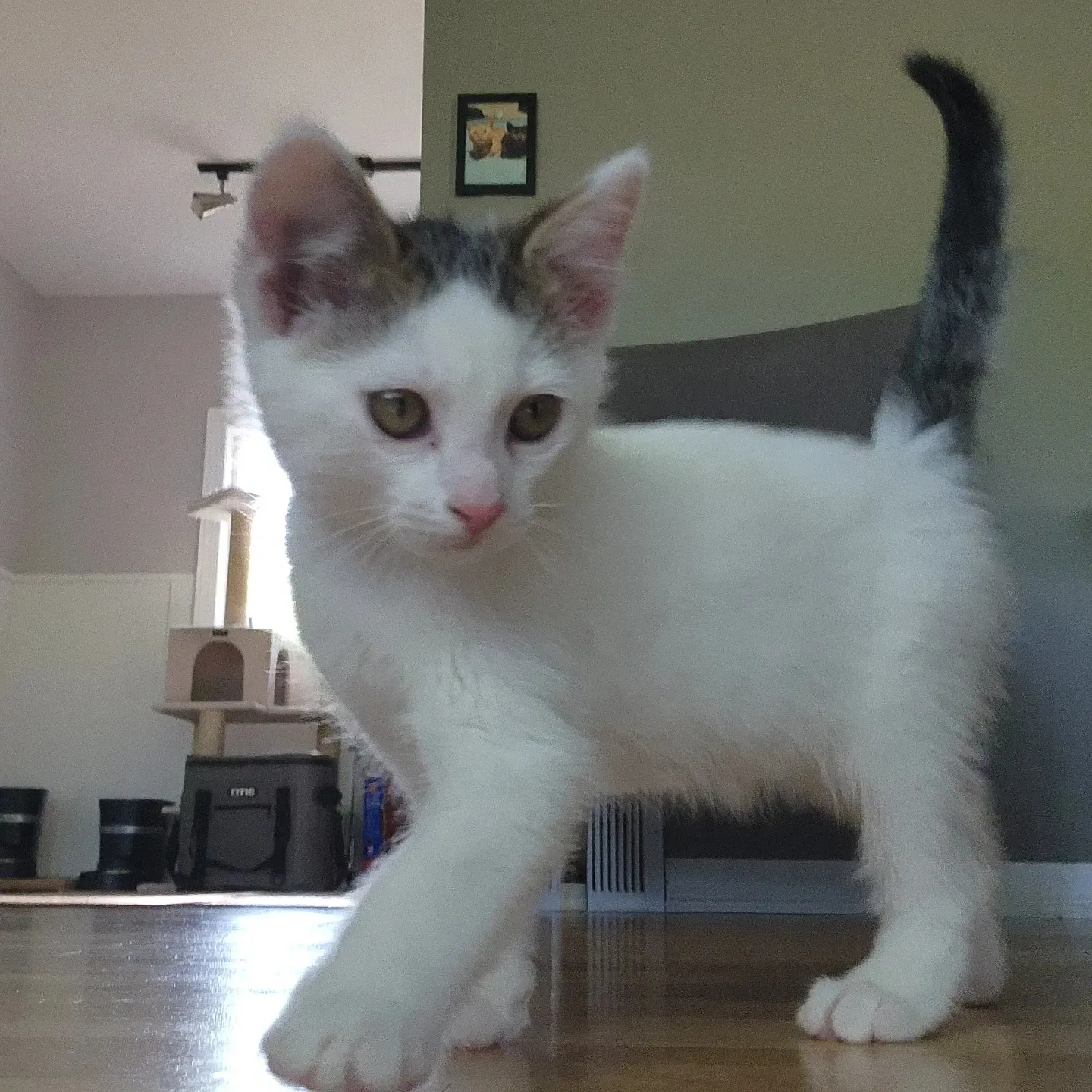 Layne — cat photo 70