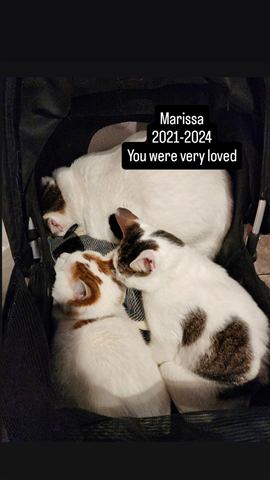 Marissa — cat photo 75