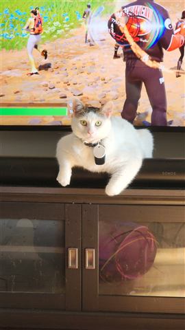 Layne — cat photo 80