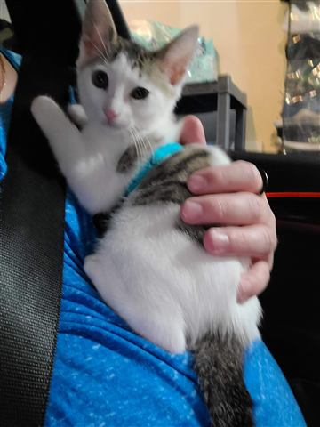Marissa — cat photo 81