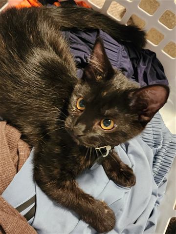 Sally — cat photo 82