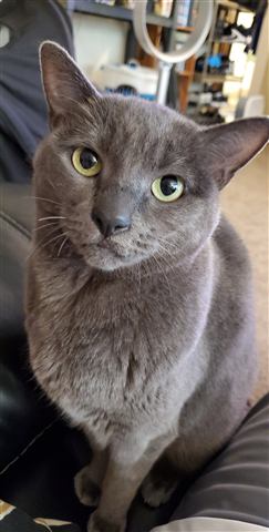 Gob — cat photo 84