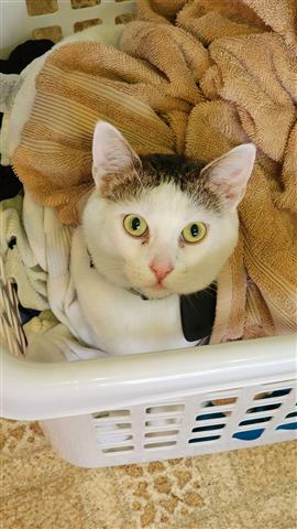 Buster and Marissa and Layne — cat photo 85