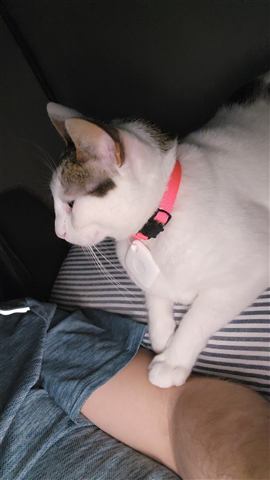 Buster and Marissa and Layne — cat photo 86