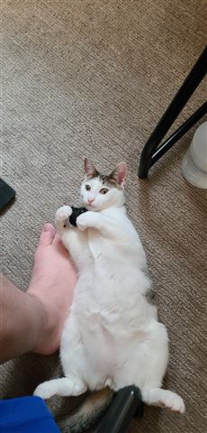 Buster and Marissa and Layne — cat photo 87