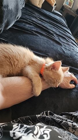 Tobias — cat photo 88