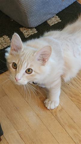 Tobias II — cat photo 89