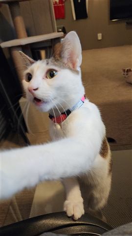 Buster and Marissa and Layne — cat photo 90