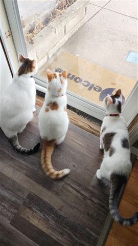 Buster and Marissa and Layne — cat photo 91