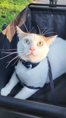 Buster and Marissa and Layne — cat photo 92