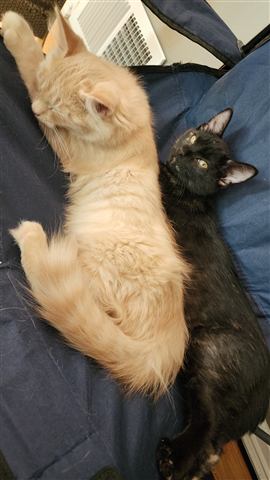 Tobias II and Sally — cat photo 94