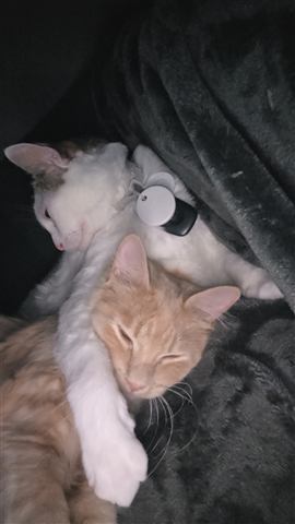 Tobias II and Sally — cat photo 95