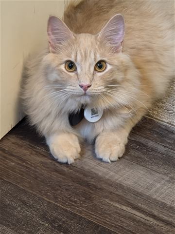 Tobias II — cat photo 96